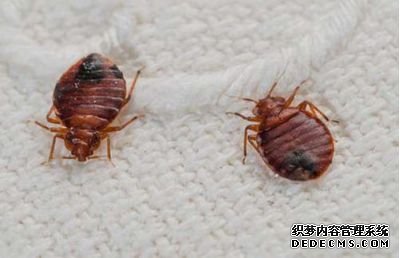 教你如何应对家庭臭虫侵扰